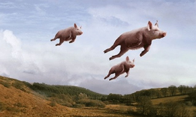 Pigs flying Pigs flying